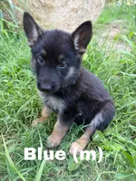 Blue, a male German Shepherd Dog for sale in Benton, MO – 2 of 3