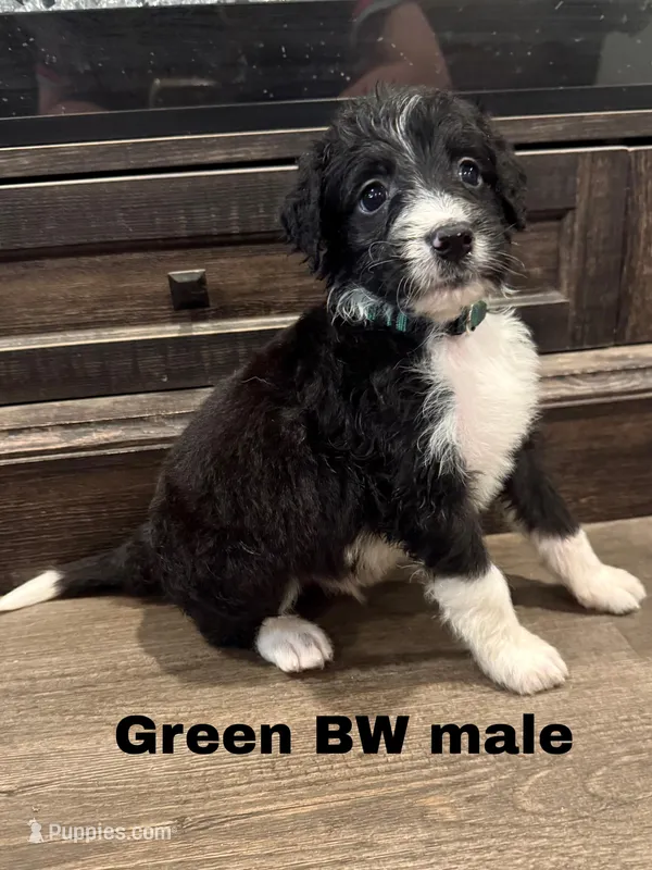 Green – Border Collie, Poodle - Standard  puppy for sale in Benton, MO