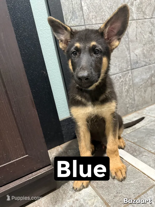 Blue – German Shepherd Dog puppy for sale in Benton, MO