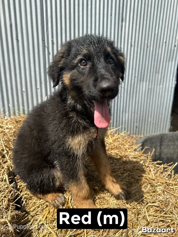 Red – German Shepherd Dog puppy for sale in Benton, MO