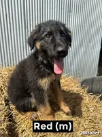 Red, a male German Shepherd Dog for sale in Benton, MO – 1 of 3