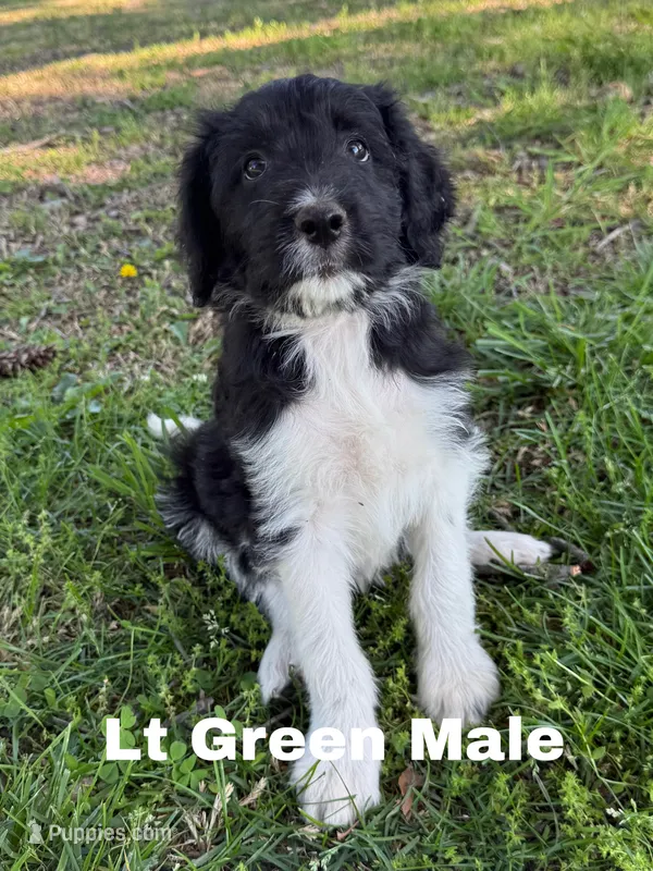 Lt Green – Border Collie, Poodle - Standard  puppy for sale in Benton, MO
