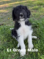 Lt Green, a male Border Collie and Poodle - Standard  for sale in Benton, MO – 1 of 2