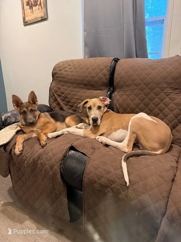 Bluebelle – German Shepherd Dog puppy for sale in Benton, MO