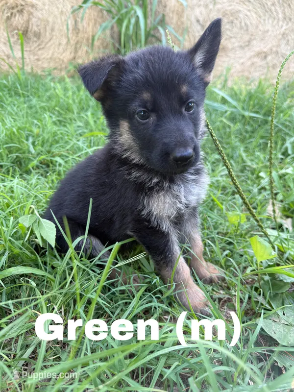 Green – German Shepherd Dog puppy for sale in Benton, MO
