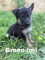 Green, a male German Shepherd Dog for sale in Benton, MO – 2 of 3