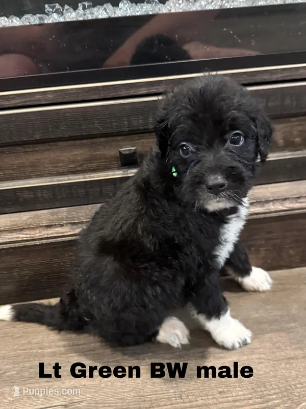 Lt Green – Border Collie, Poodle - Standard  puppy for sale in Benton, MO