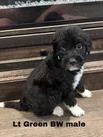 Lt Green, a male Border Collie and Poodle - Standard  for sale in Benton, MO – 2 of 2