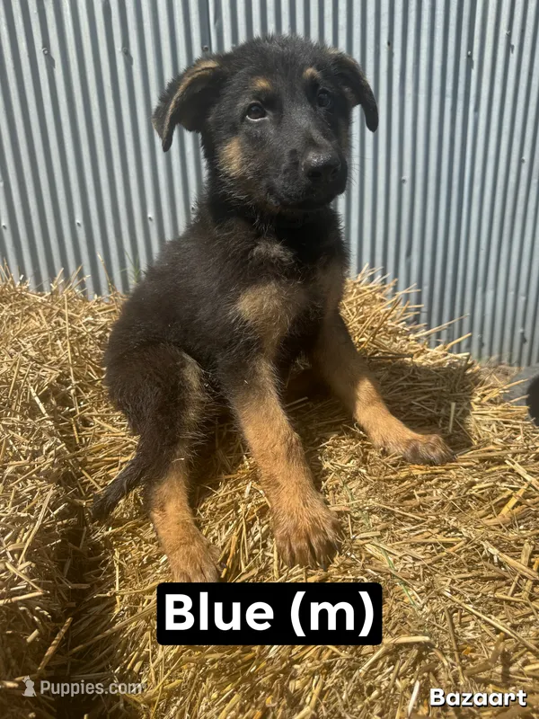 Blue – German Shepherd Dog puppy for sale in Benton, MO
