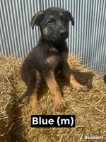 Blue, a male German Shepherd Dog for sale in Benton, MO – 1 of 3