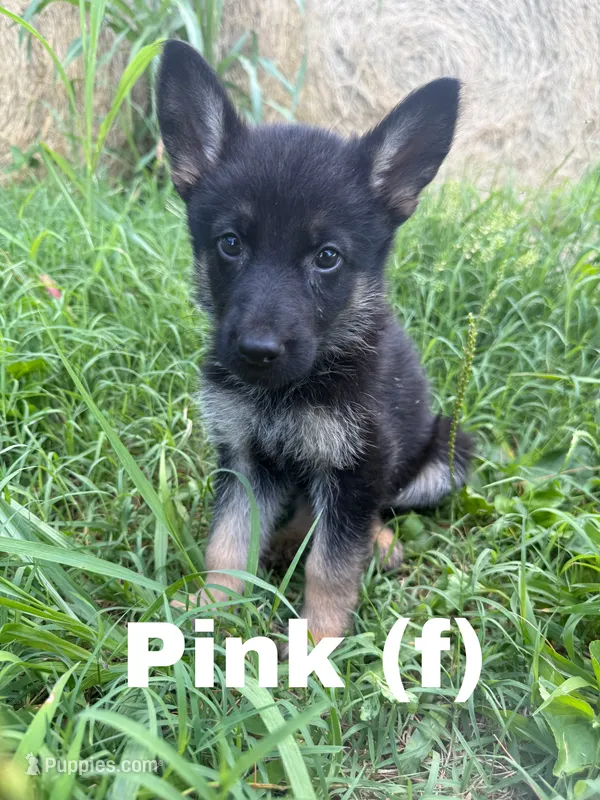 Pink – German Shepherd Dog puppy on hold in Benton, MO