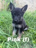 Pink, a female German Shepherd Dog for sale in Benton, MO – 2 of 3