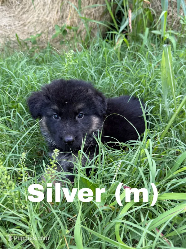 Silver – German Shepherd Dog puppy for sale in Benton, MO