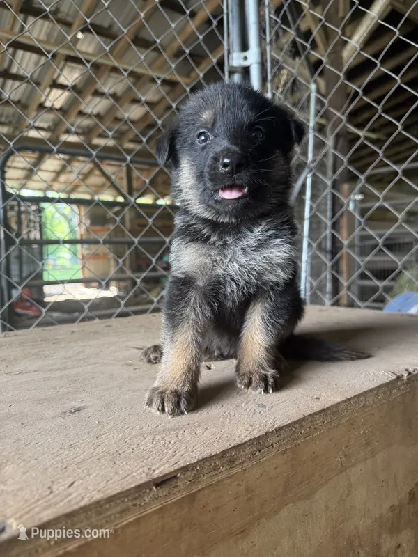 Green – German Shepherd Dog puppy for sale in Benton, MO