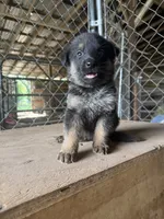 Green, a male German Shepherd Dog for sale in Benton, MO – 1 of 1