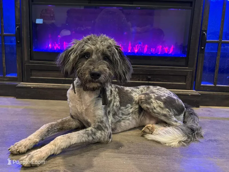 Echo, a male Border Collie and Poodle - Standard  for sale in Benton, MO – Photo 1 of 1