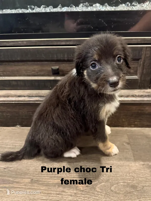 Purple – Border Collie, Poodle - Standard  puppy for sale in Benton, MO