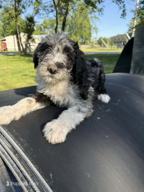 Silver – Border Collie, Poodle - Standard  puppy on hold in Benton, MO