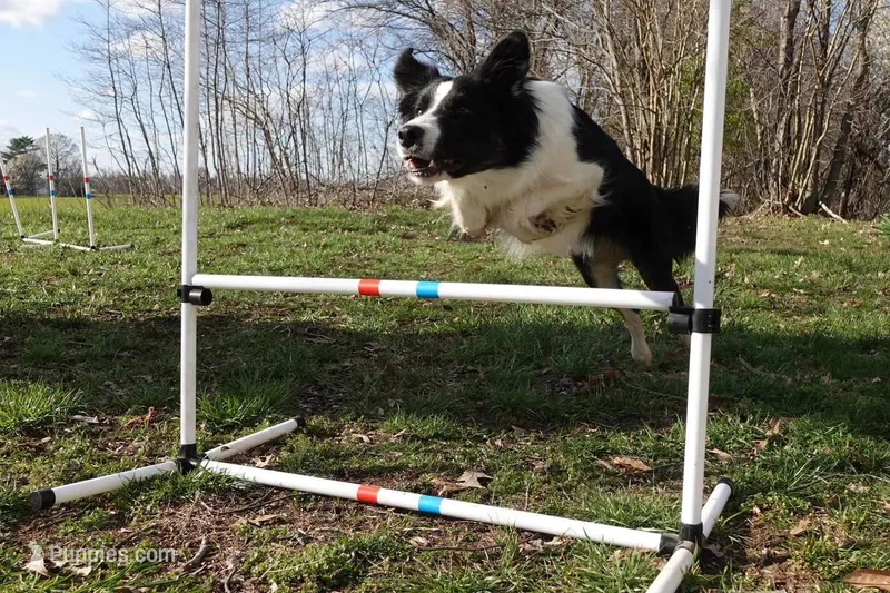 Paisley – Border Collie puppy for sale in Benton, MO