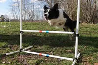 Paisley, a female Border Collie for sale in Benton, MO – 1 of 1