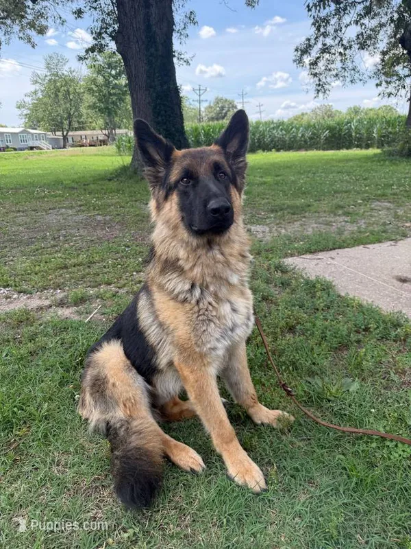 Bruno – German Shepherd Dog puppy for sale in Benton, MO