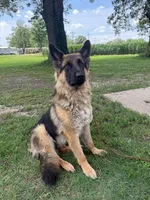 Bruno, a male German Shepherd Dog for sale in Benton, MO – 1 of 1