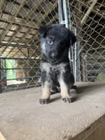 Pink, a female German Shepherd Dog for sale in Benton, MO – 1 of 1