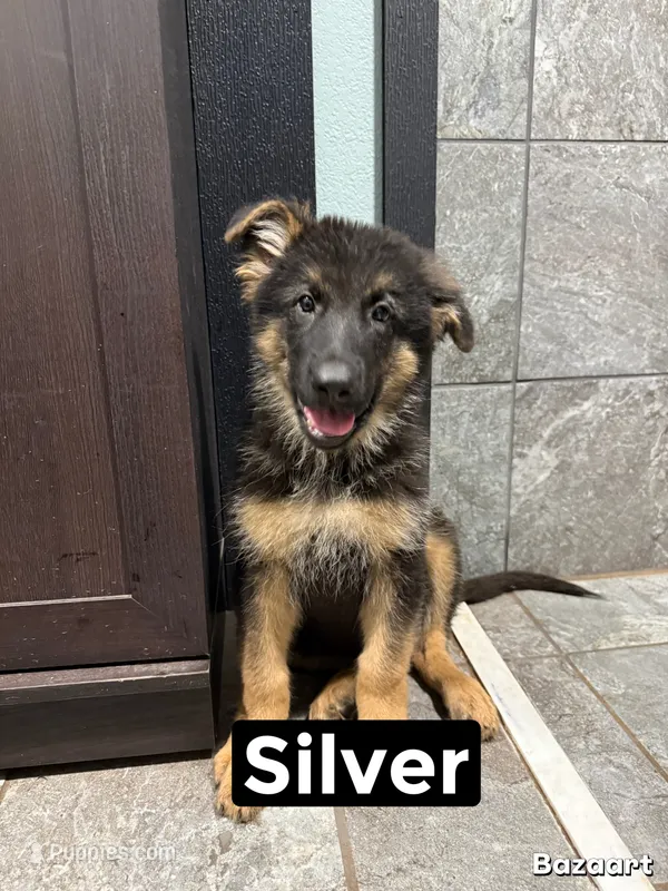 Silver – German Shepherd Dog puppy for sale in Benton, MO