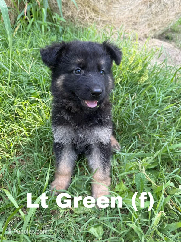 Light Green – German Shepherd Dog puppy on hold in Benton, MO
