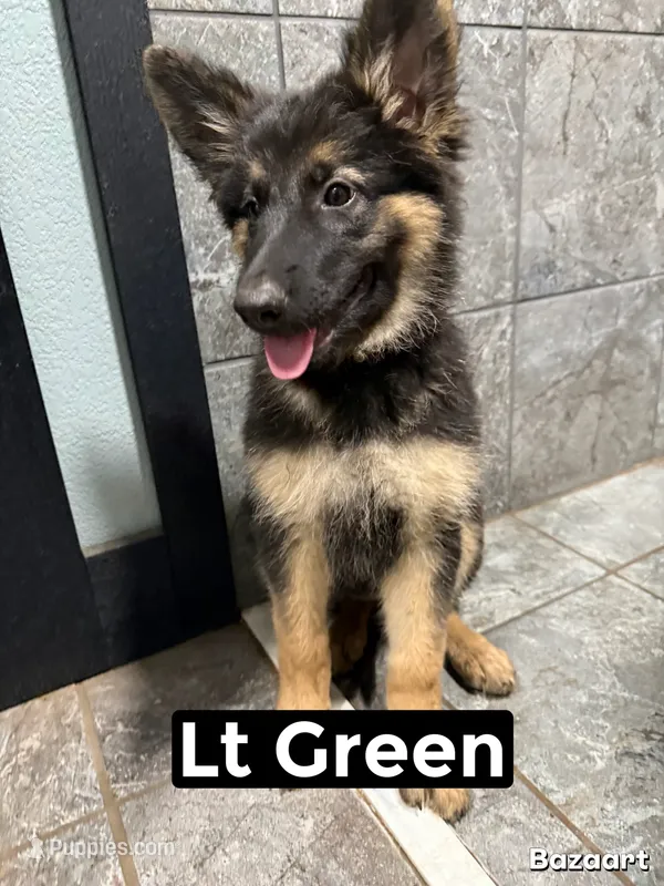 Lt Green – German Shepherd Dog puppy for sale in Benton, MO
