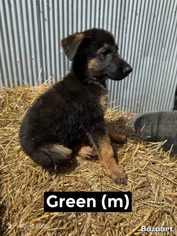 Green – German Shepherd Dog puppy for sale in Benton, MO