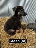 Green, a male German Shepherd Dog for sale in Benton, MO – 1 of 3