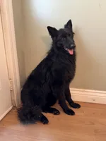 Rhea, a female German Shepherd Dog for sale in Benton, MO – 1 of 3
