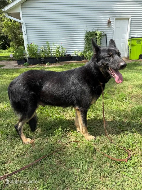 Onyxx – German Shepherd Dog puppy for sale in Benton, MO