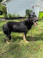 Onyxx, a female German Shepherd Dog for sale in Benton, MO – 1 of 1