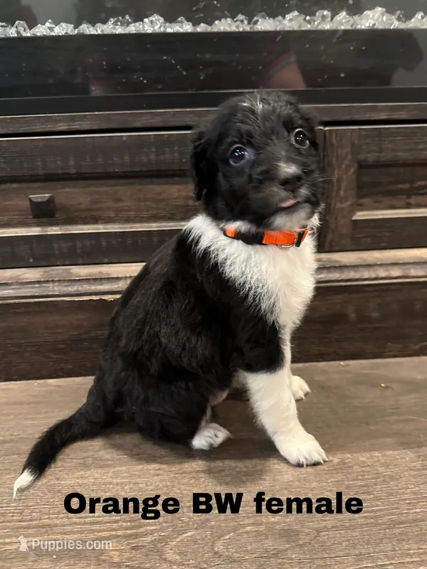 Orange – Border Collie, Poodle - Standard  puppy for sale in Benton, MO