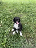 Blue, a male Border Collie and Poodle - Standard  for sale in Benton, MO – 4 of 5
