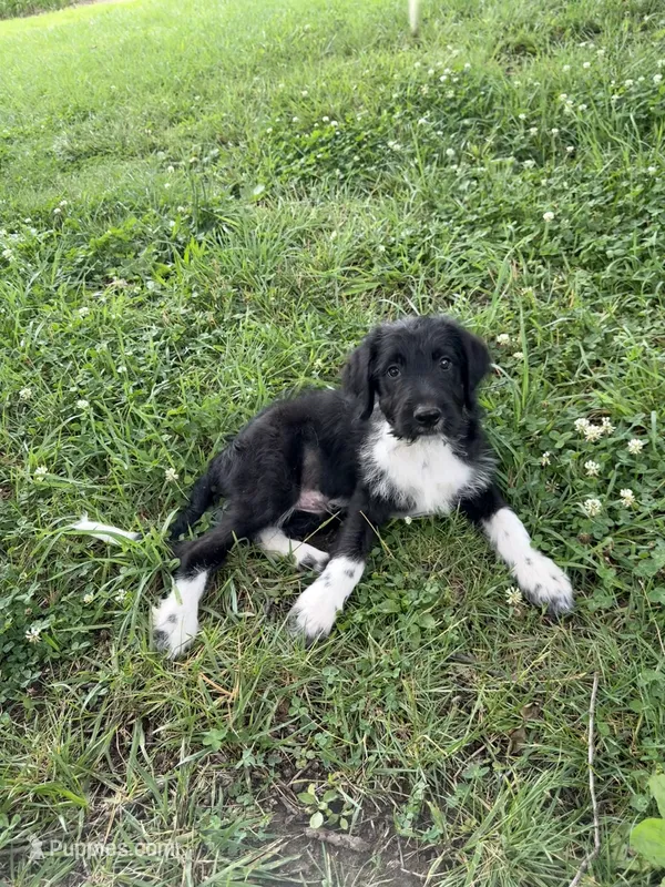 Blue – Border Collie, Poodle - Standard  puppy for sale in Benton, MO