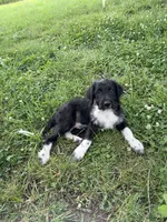 Blue, a male Border Collie and Poodle - Standard  for sale in Benton, MO – 1 of 5