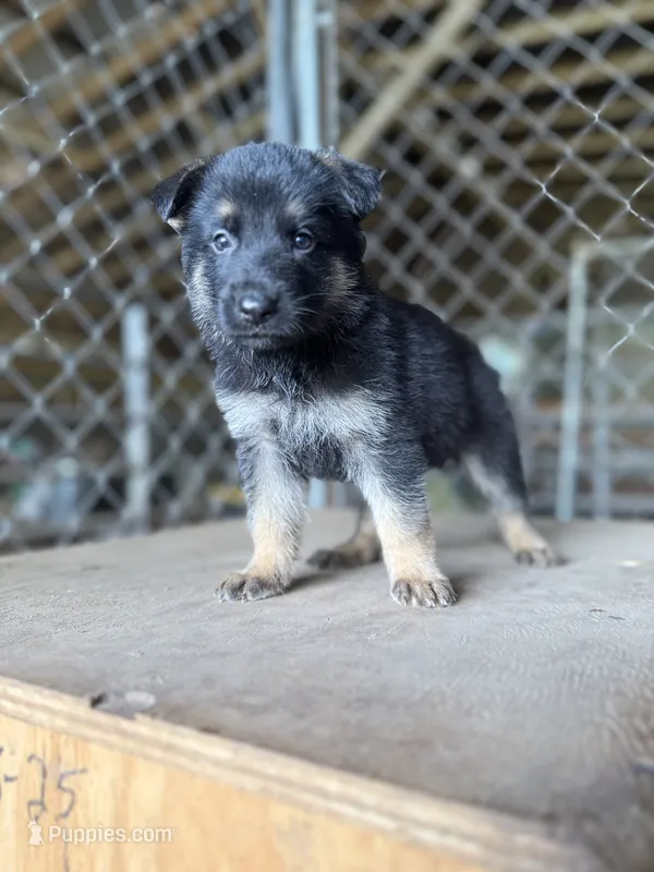Blue – German Shepherd Dog puppy for sale in Benton, MO