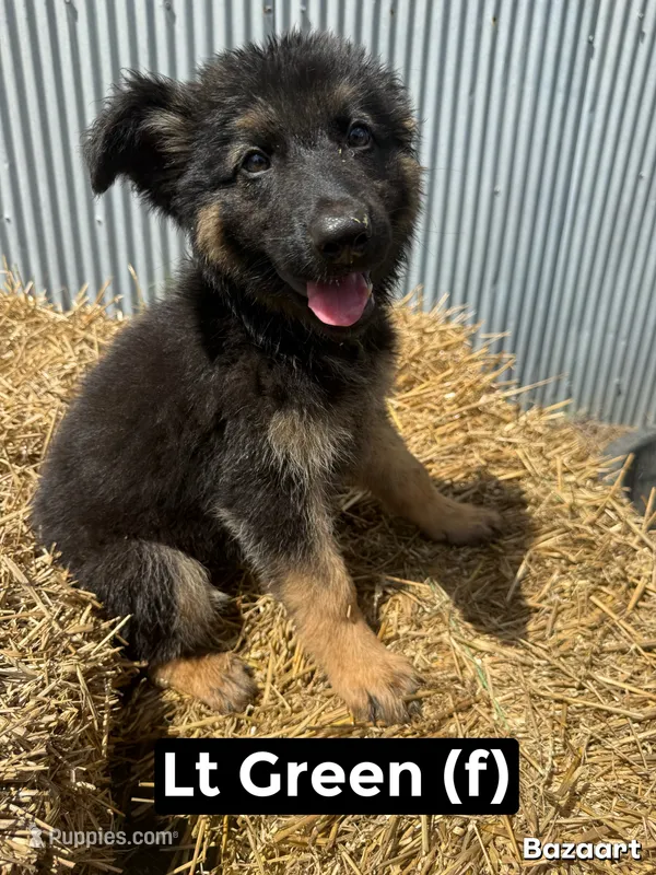 Lt Green – German Shepherd Dog puppy for sale in Benton, MO