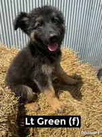 Lt Green, a female German Shepherd Dog for sale in Benton, MO – 1 of 1
