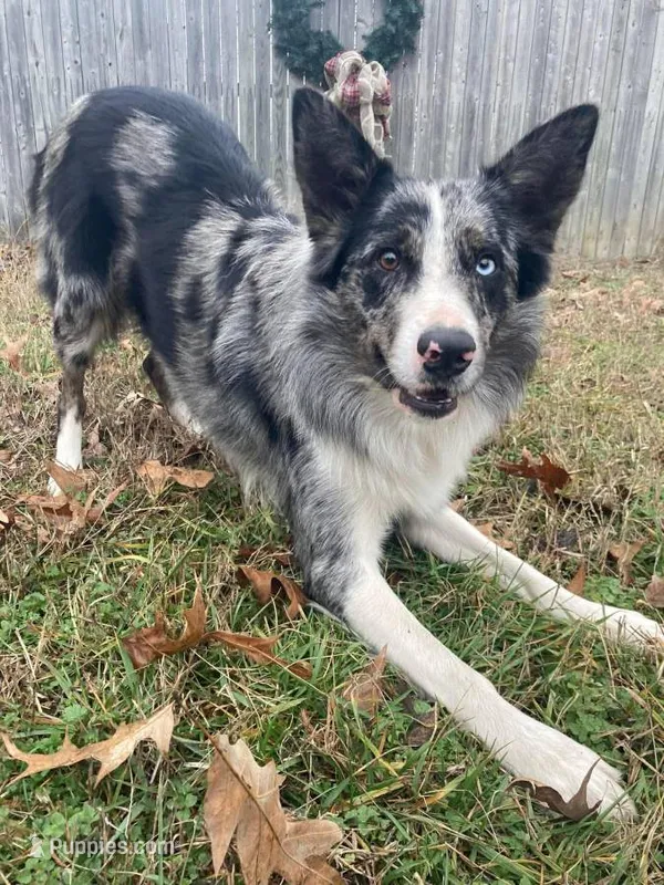 Chevy – Border Collie puppy for sale in Benton, MO
