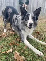 Chevy, a male Border Collie for sale in Benton, MO – 1 of 1