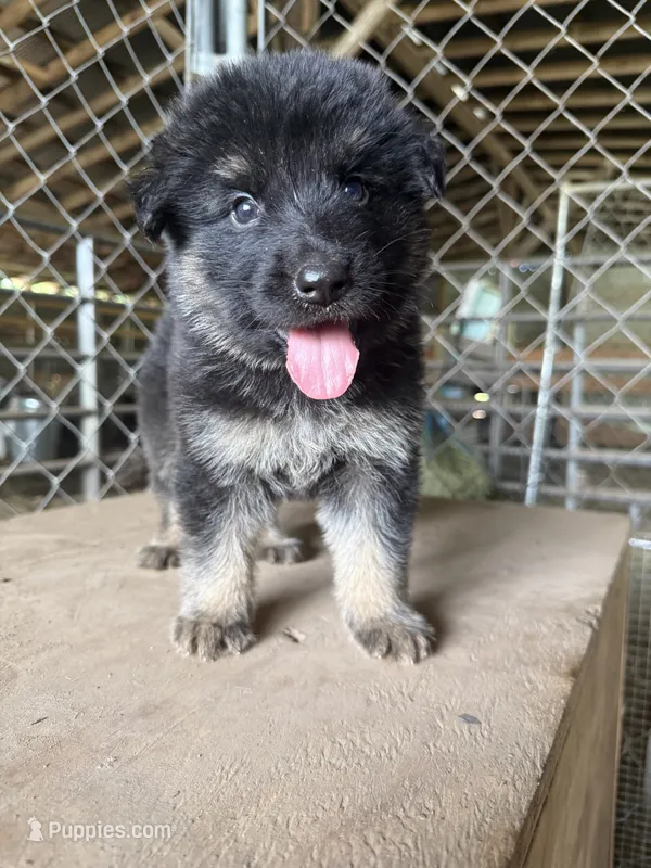 Silver – German Shepherd Dog puppy for sale in Benton, MO