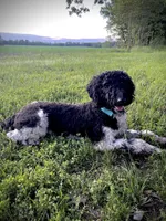 Zenyatta, a female Poodle - Standard  for sale in Benton, MO – Photo 3 of 3