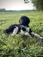 Zenyatta, a female Poodle - Standard  for sale in Benton, MO – Photo 1 of 3