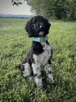 Zenyatta, a female Poodle - Standard  for sale in Benton, MO – Photo 2 of 3
