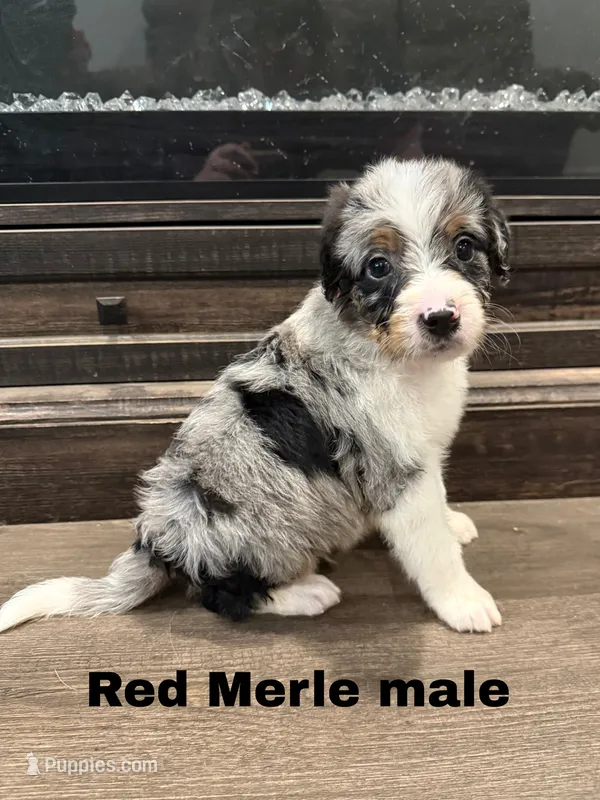 Red – Border Collie, Poodle - Standard  puppy for sale in Benton, MO