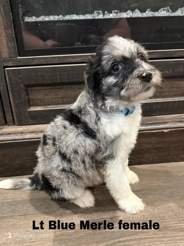 Lt Blue – Border Collie, Poodle - Standard  puppy for sale in Benton, MO